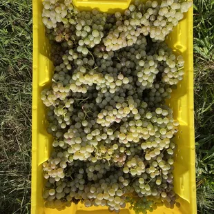 Grape Harvest