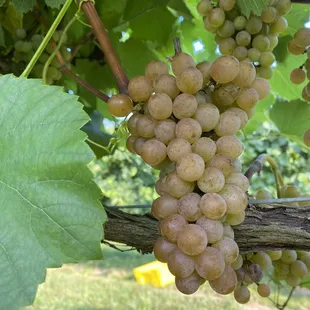 Estate Traminette Grapes