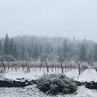 Snowy Vines