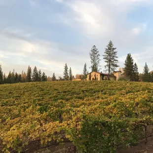 Fall Vineyards