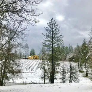 Wintery Vineyard