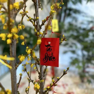 Tết decorations (Feb 2024)