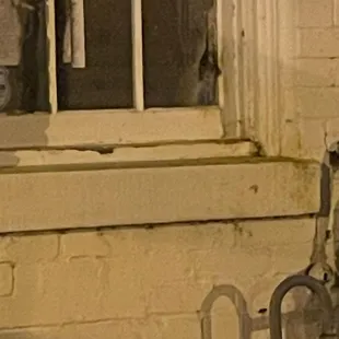 Rat peaking out the window