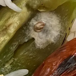 Mold on bell pepper