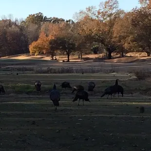 Wild turkeys on the golf course