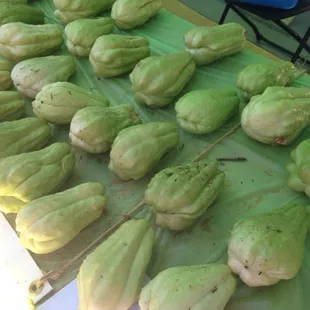 Mirliton for planting