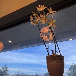 Interior orchids