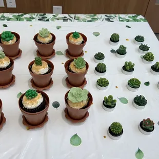 Gender Reveal Baby Shower ~ succulent themed