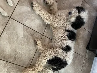 Pet Heroes Dog Grooming