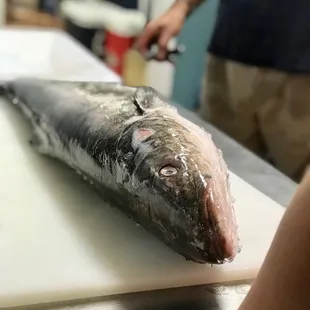Cobia