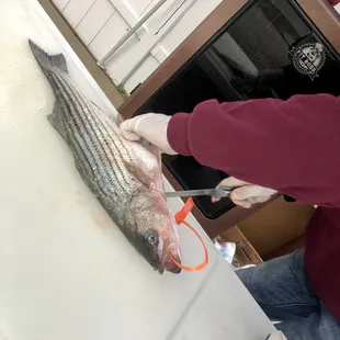 Fresh Rockfish!!!!! Look at them eyes!!