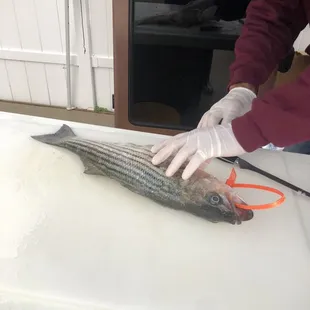 Helllllooo ROCKFISH!