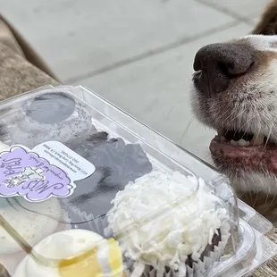 cupcakes are muffins that believed in miracles