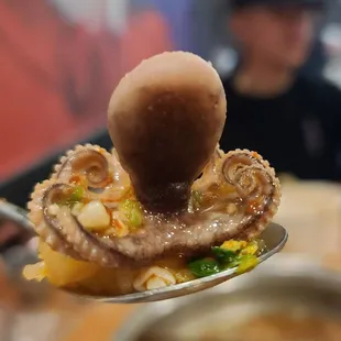Baby Octopus!
