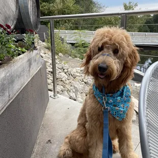 Dog-friendly patio for brunch