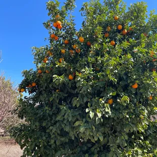 Seville Orange
