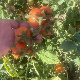 Tomatoes