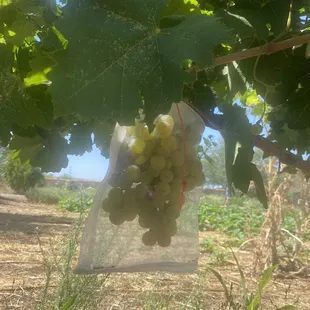 Fresh grown grapes!