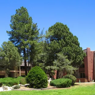 East Courtyard with Ponderosa Pines