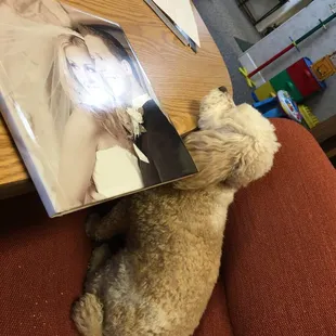 Cute dog, but unprofessional to give us a tour and have your dog roam around. #sorrynotsorry