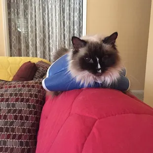 Sporting a cone with dignity!