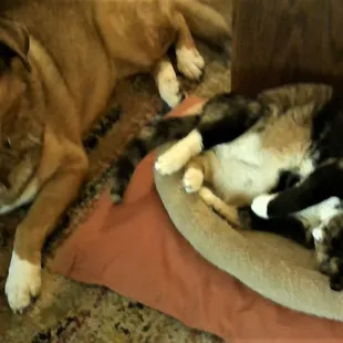 Zora and Miss Crash Pimentel, dear friends, share time together.  Thank you for your thoughtful care.  Love....Linda, Dash and Sylvia