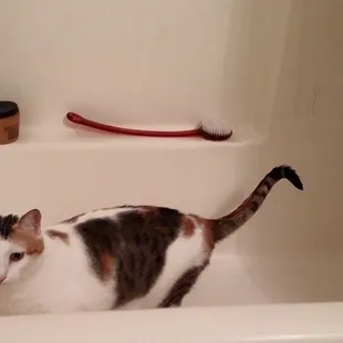 Patty Cat likes being clean. A bath  once every 3 months and her nails done. Grooming is important!!