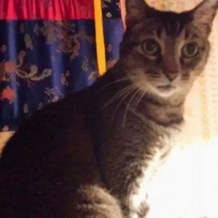 My beautiful Angel kitty cleo