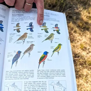 Painted Buntings...we were able to see one.