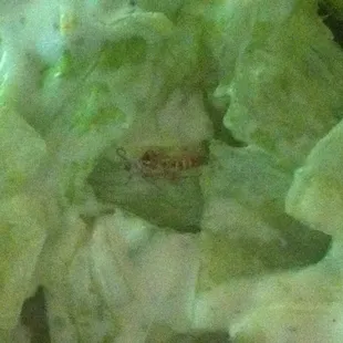 WE FOUND A LIVE COCKROACH IN OUR SALAD!!!! DISGUSTING!!!!!!