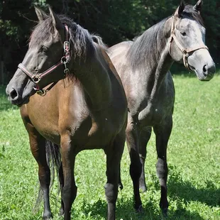 Kona and Medusa enjoying turnout on a sunny summer day.