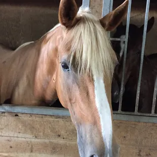 Ginger peering out of her stall.
