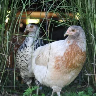 Two of the hens hide in the grass