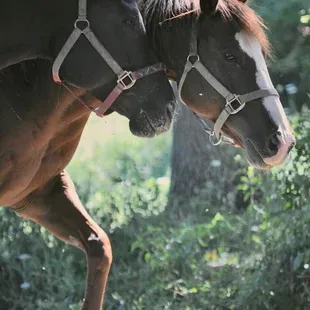 Ruby and Dandy nuzzle in the pasture.