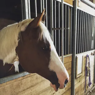 Dixie peeking out of her stall