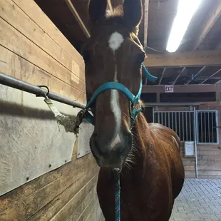 Hitch looking good in his new blue halter