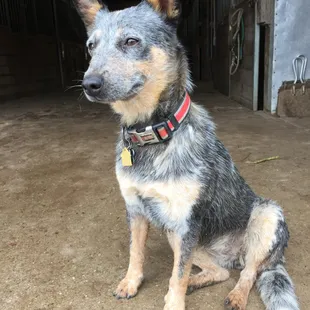 Chevy, one of the many barn dogs.