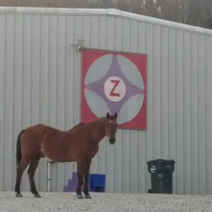 One of the senior horses that blessed this world for over 37 years - Rocky!