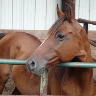 Gorgeous Miss Ida enjoying the sunshine.