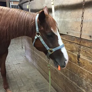 Ruby enjoying a delicious carrot