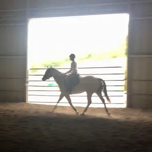 Ace trotting in the indoor arena