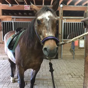 Mr. Moon all tacked up for a lesson