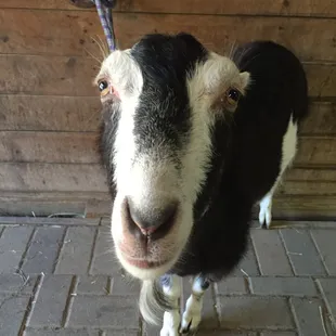 Buddy the barn goat!