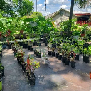 a variety of potted plants