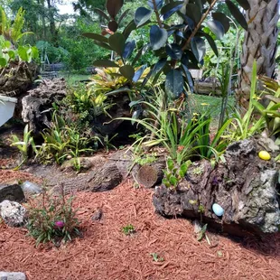 a tropical garden with rocks and plants