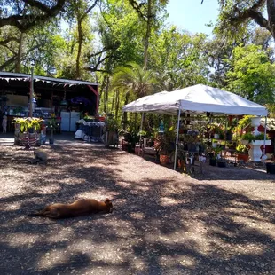 Plants, produce and lazy pups