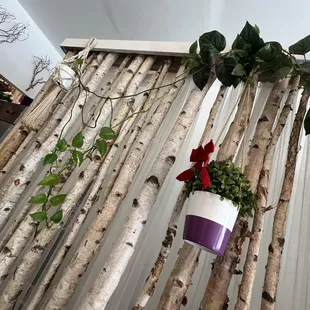 a potted plant hanging on a tree branch