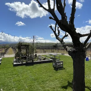 a view of the vineyard