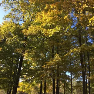 Mitchell Memorial Forest
