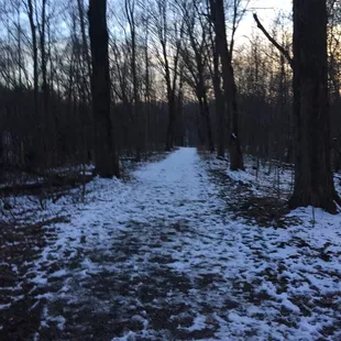 A little walk through the woods is good for ya...